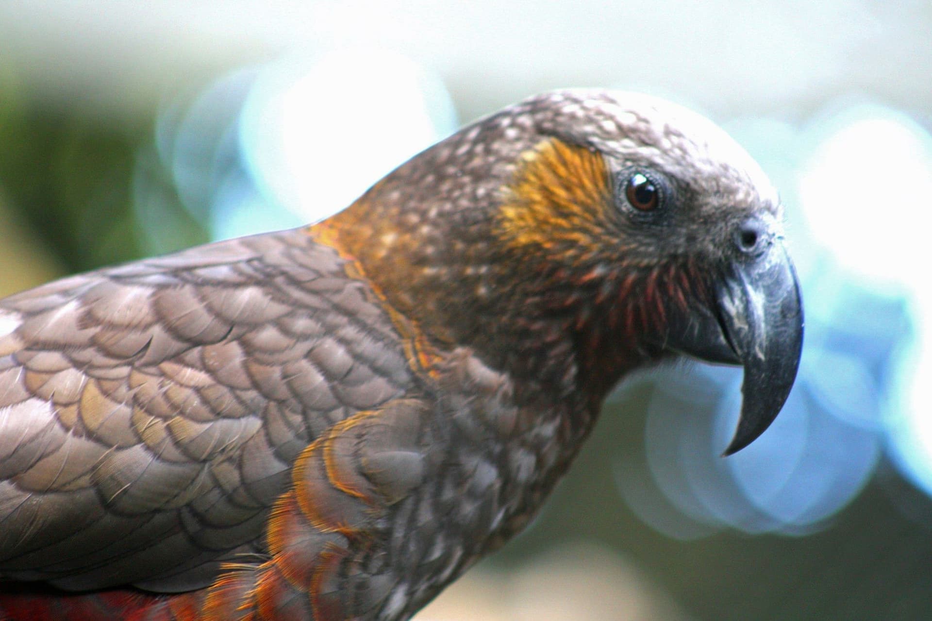 Creative Agent — Regenpreneur PDC, New Zealand