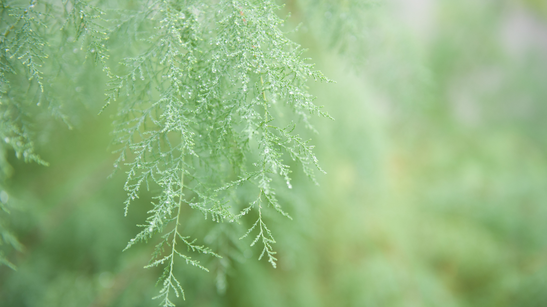 Building Community — Regenpreneur PDC, New Zealand